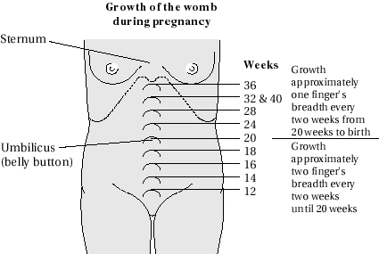 12 Weeks Pregnant Baby Center