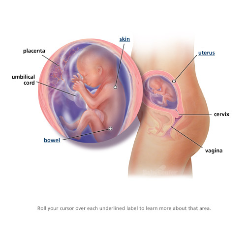 12 Weeks Pregnant Baby Heartbeat 160