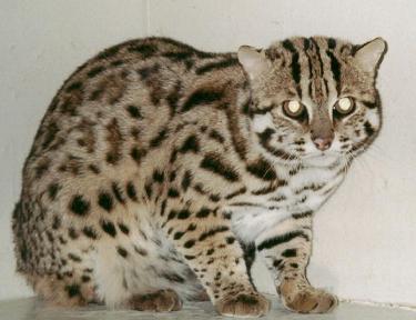 Asian Leopard Bengal