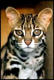 Asian Leopard Cat Cost