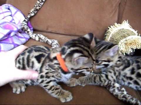 Asian Leopard Cat For Sale In Canada