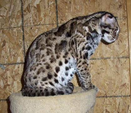 Asian Leopard Cat For Sale In Texas