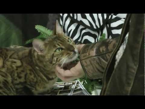 Asian Leopard Cat For Sale In Texas