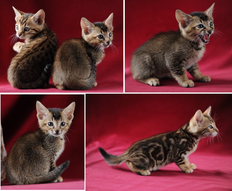 Asian Leopard Cat For Sale In Texas