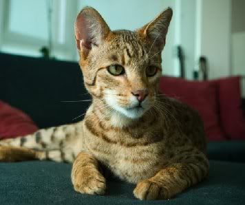 Asian Leopard Cat For Sale In Texas