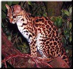 Asian Leopard Cat For Sale Price