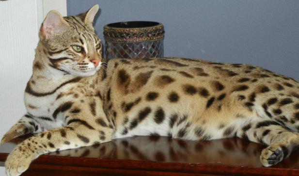 Asian Leopard Cat For Sale Price