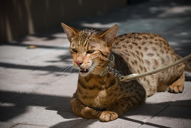 Asian Leopard Cat Pet