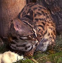 Asian Leopard Cat Pet