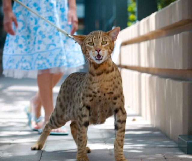 Asian Leopard Cat Pet