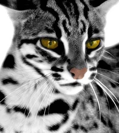 Asian Leopard Cat Pet