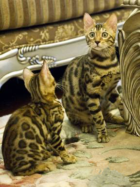 Asian Leopard Cat Pet