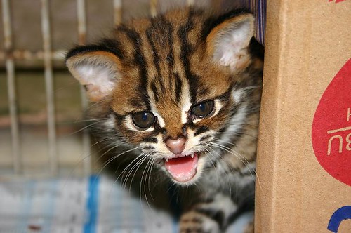 Asian Leopard Cat Pet