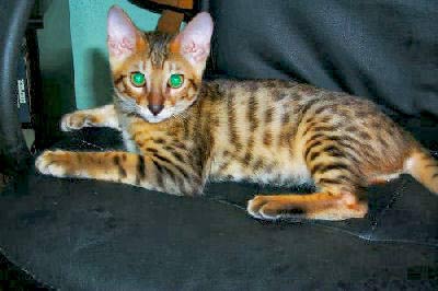 Asian Leopard Kittens Price