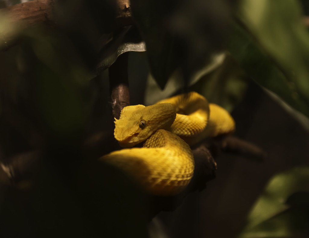 Black Green And Yellow Snake