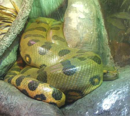 Black Green And Yellow Snake