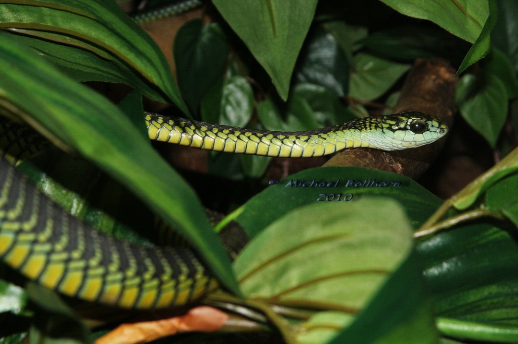 Black Green And Yellow Snake