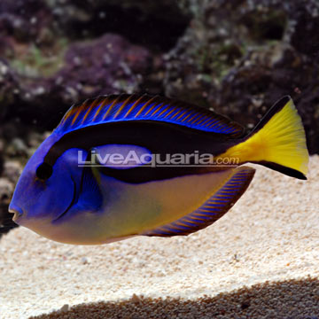 Blue And Yellow Fish