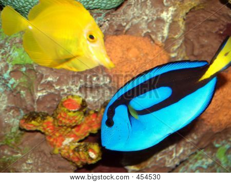 Blue And Yellow Fish