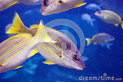 Blue And Yellow Fish