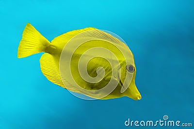 Blue And Yellow Fish