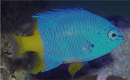 Blue And Yellow Fish