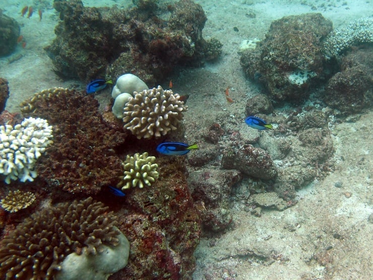 Blue And Yellow Fish In Finding Nemo