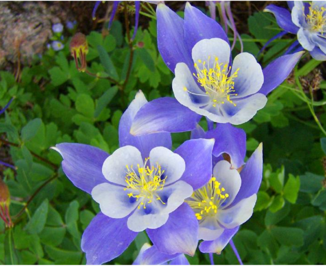 Blue And Yellow Flowers