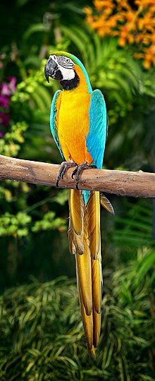 Blue And Yellow Macaw