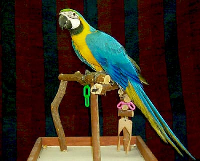 Blue And Yellow Macaw