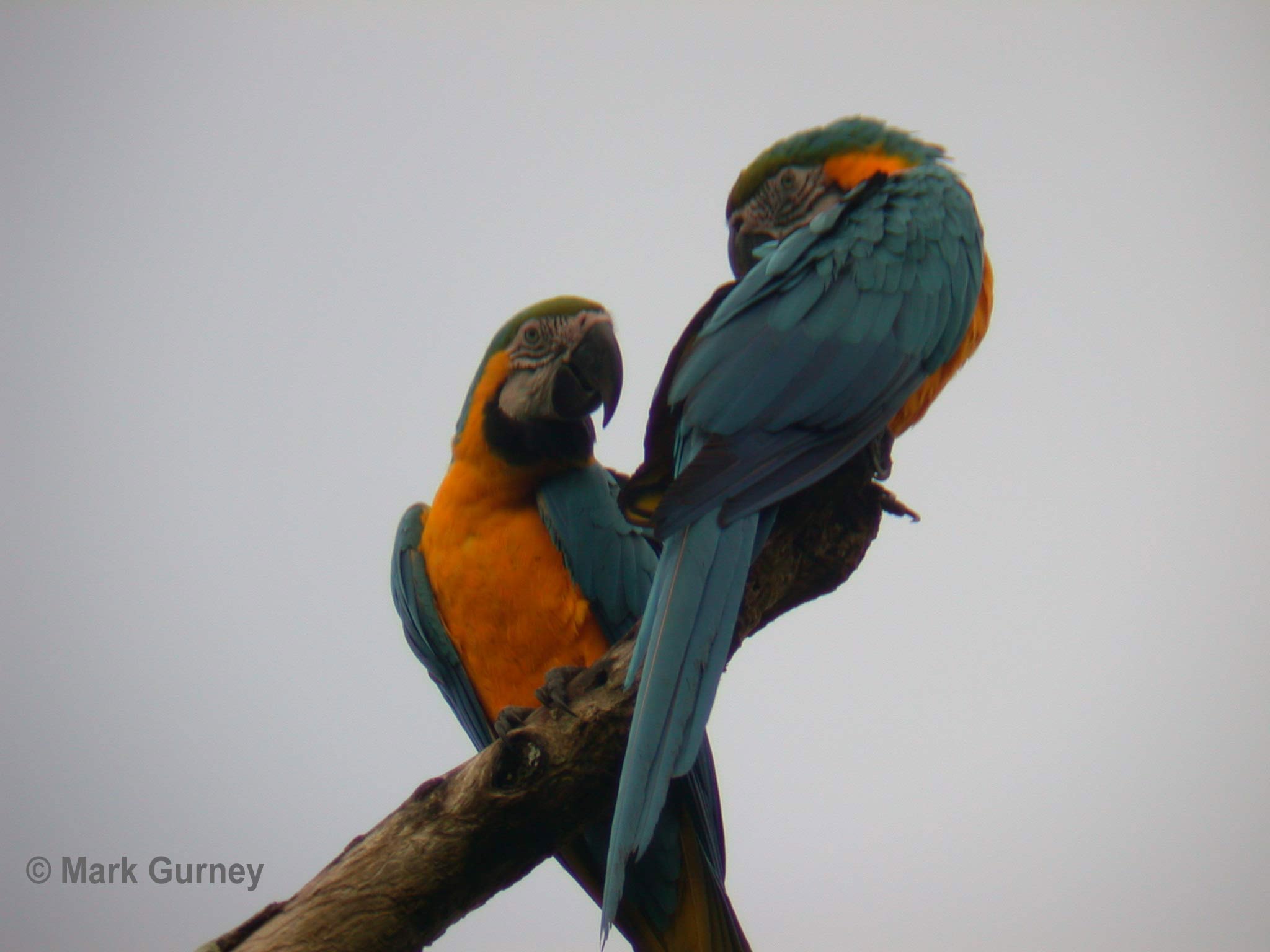 Blue And Yellow Macaw