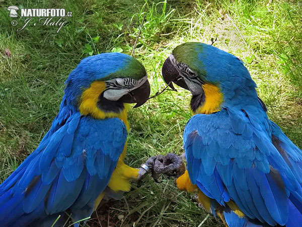 Blue And Yellow Macaw