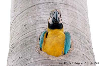 Blue And Yellow Macaw Adaptations