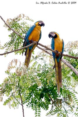 Blue And Yellow Macaw Adaptations