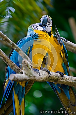 Blue And Yellow Macaw Care