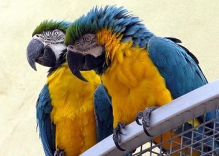 Blue And Yellow Macaw Care