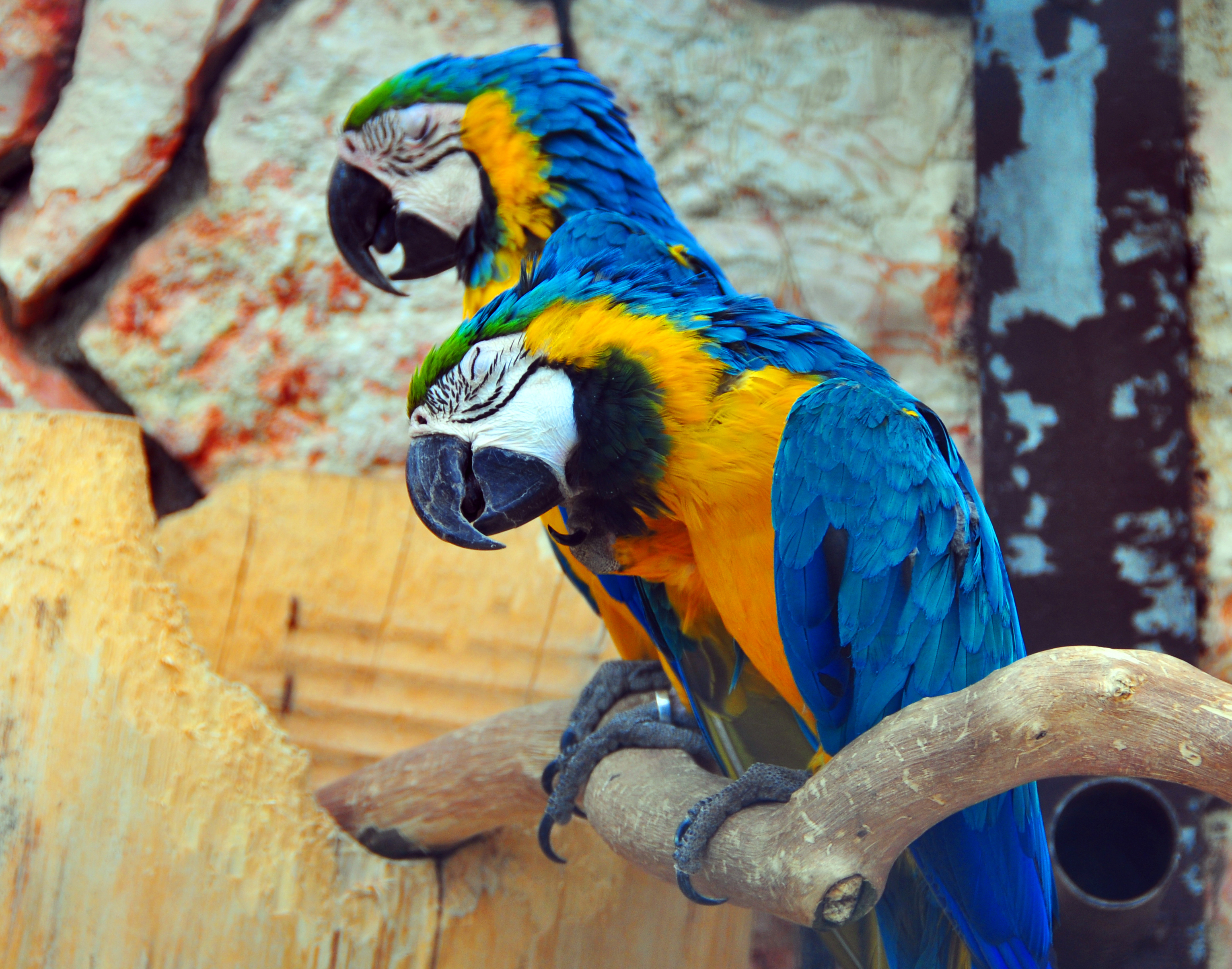 Blue And Yellow Macaw Care