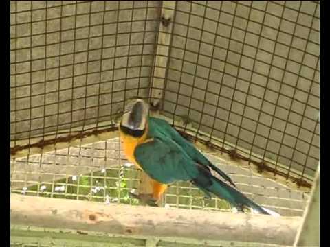 Blue And Yellow Macaw Care