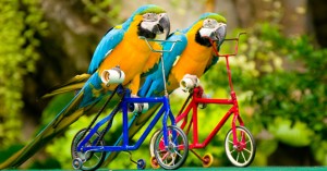 Blue And Yellow Macaw Facts