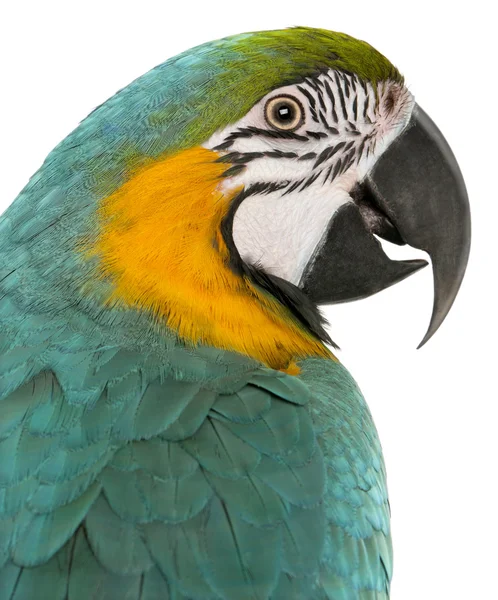 Blue And Yellow Macaw For Sale