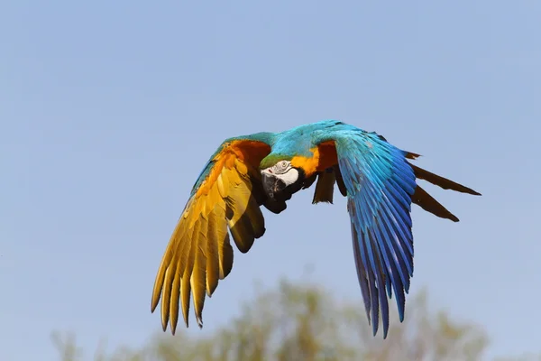 Blue And Yellow Macaw For Sale