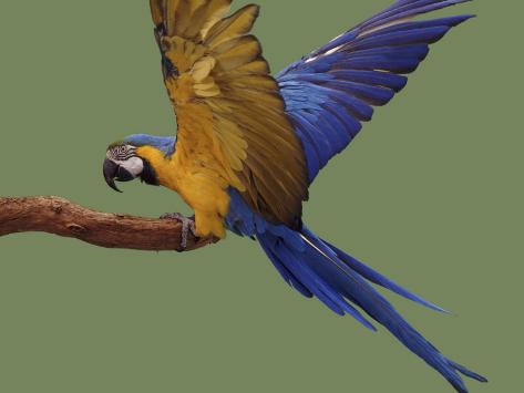 Blue And Yellow Macaw For Sale