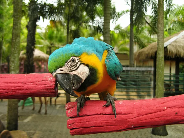 Blue And Yellow Macaw For Sale