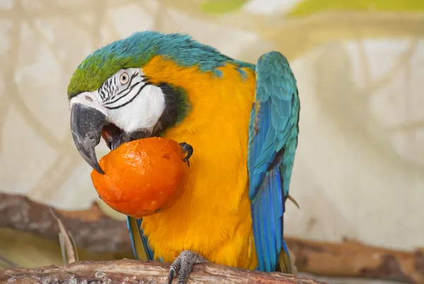 Blue And Yellow Macaw For Sale