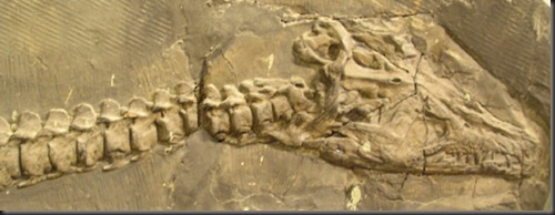 Chinese Dragon Fossils