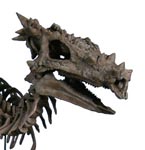 Dragon Fossils Found