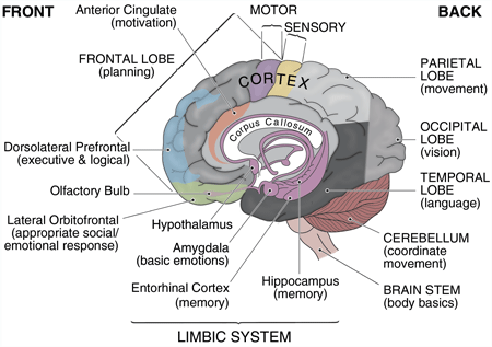 Goleman Emotional Intelligence Summary