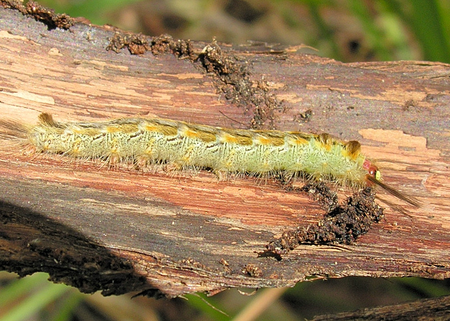 Green And Yellow Hairy Caterpillar