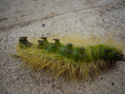 Green And Yellow Hairy Caterpillar