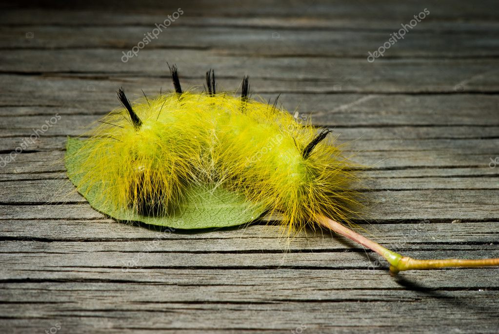 Green And Yellow Hairy Caterpillar